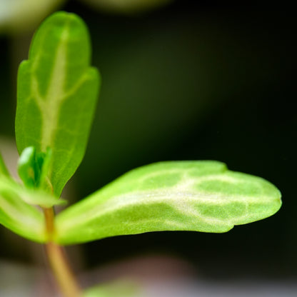Shinnersia Rivularis 'Weiss-Grün' - Tropical Aquarium Plant - CloudAqua