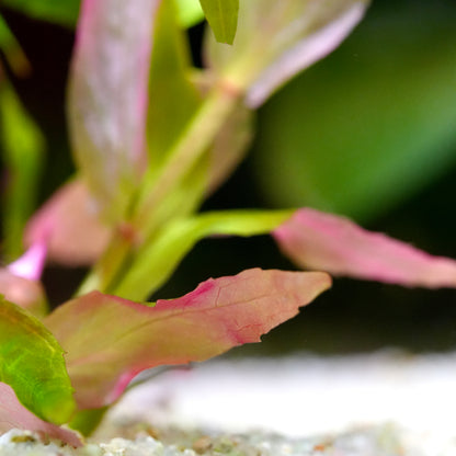 Rotala Macrandra Sp. 'Kochi' - Rare Aquarium Plant - CloudAqua