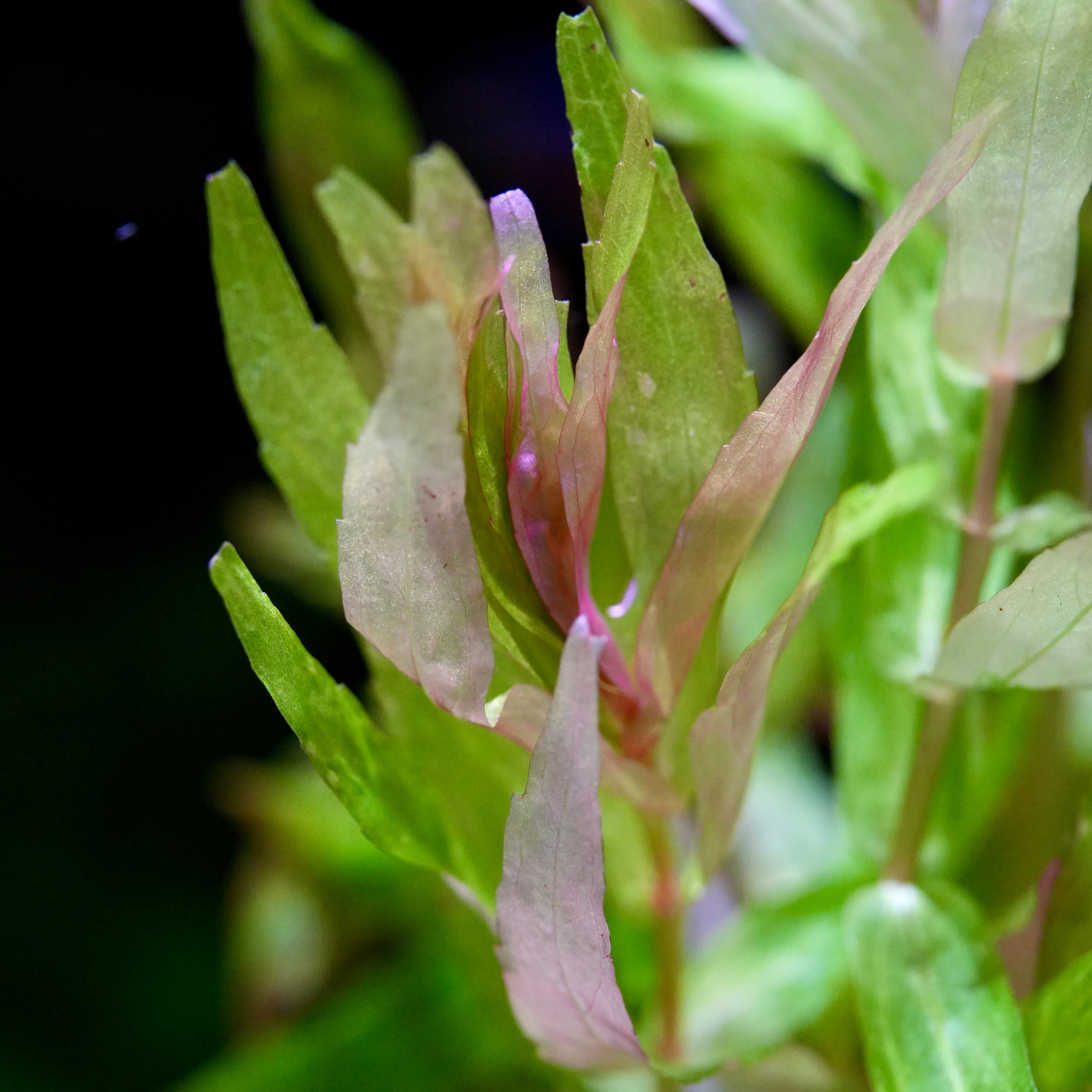 Rotala Macrandra Sp. 'Kochi' - Rare Aquarium Plant - CloudAqua