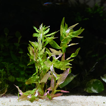 Rotala Macrandra Sp. 'Kochi' - Rare Aquarium Plant - CloudAqua