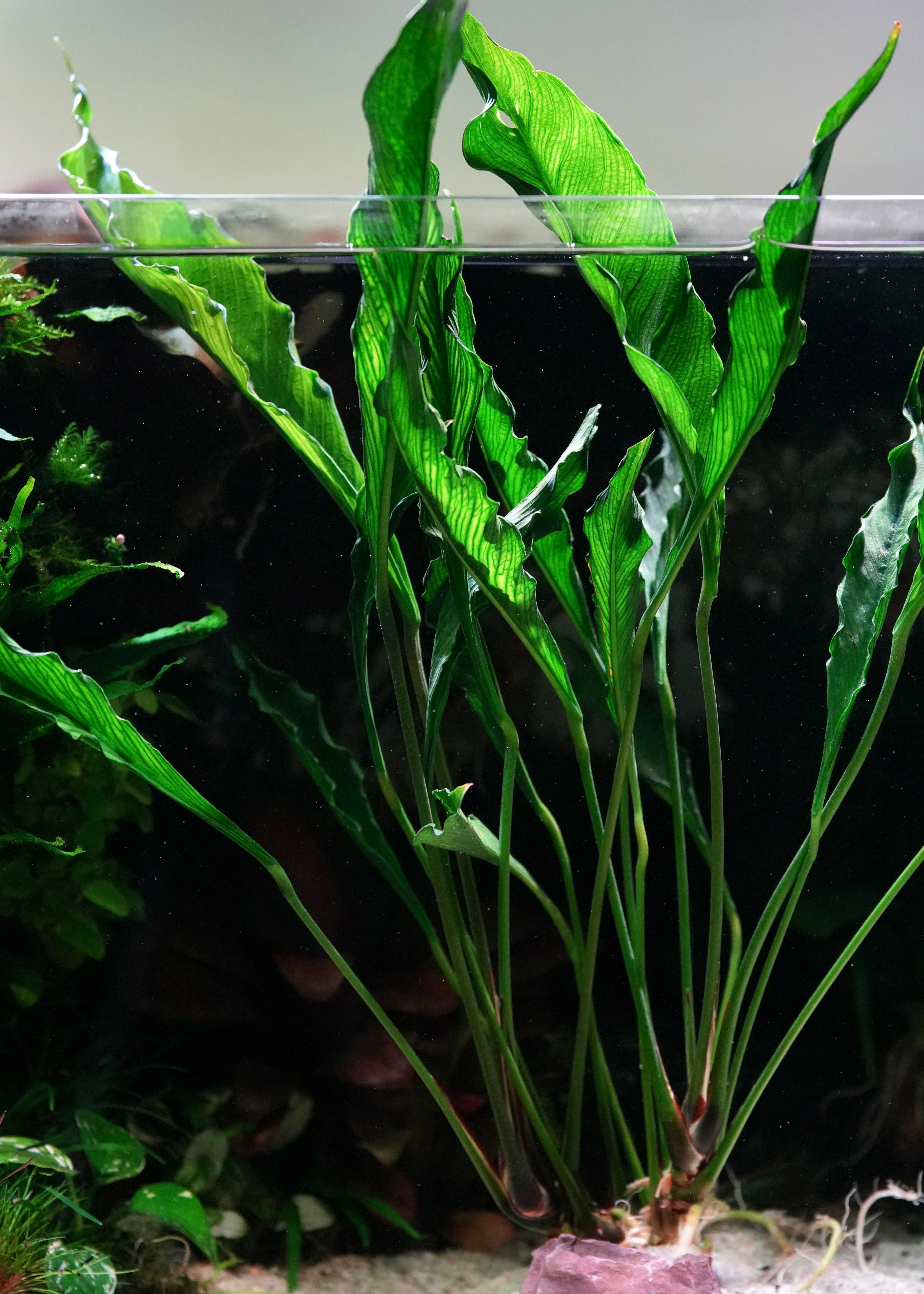 Anubias heterophylla 'Supernova' - Rare Plant