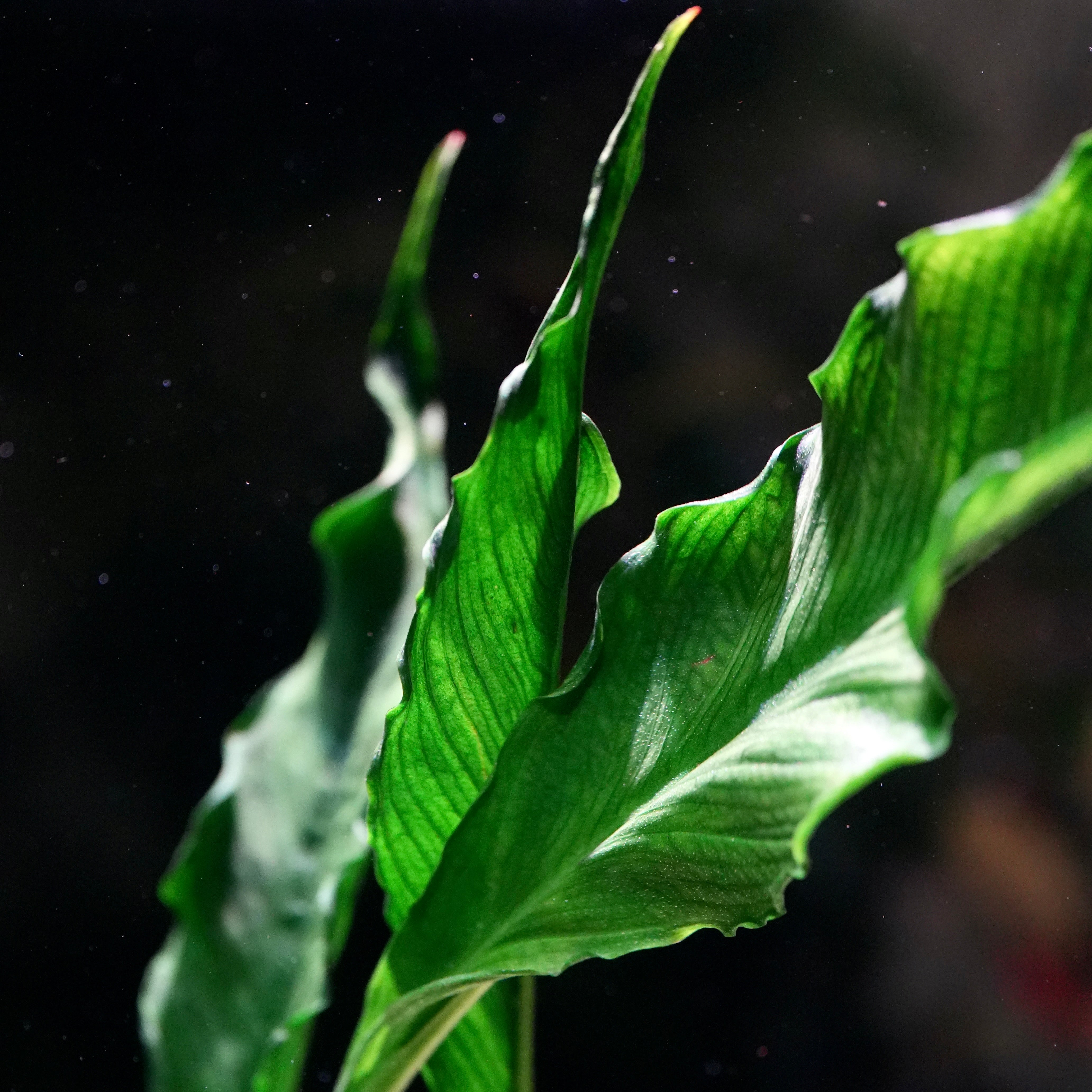 Anubias heterophylla 'Supernova' - Rare Plant