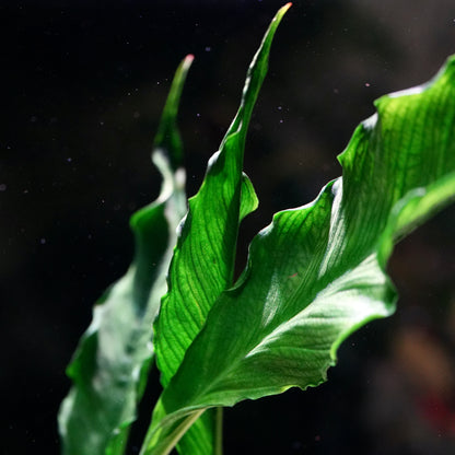 Anubias heterophylla 'Supernova' - Rare Plant
