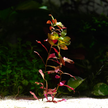 Ludwigia Peruensis - Rare Aquarium Plant - CloudAqua