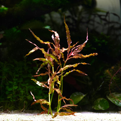 Murdannia Engelsi - Rare Aquarium Plant - CloudAqua