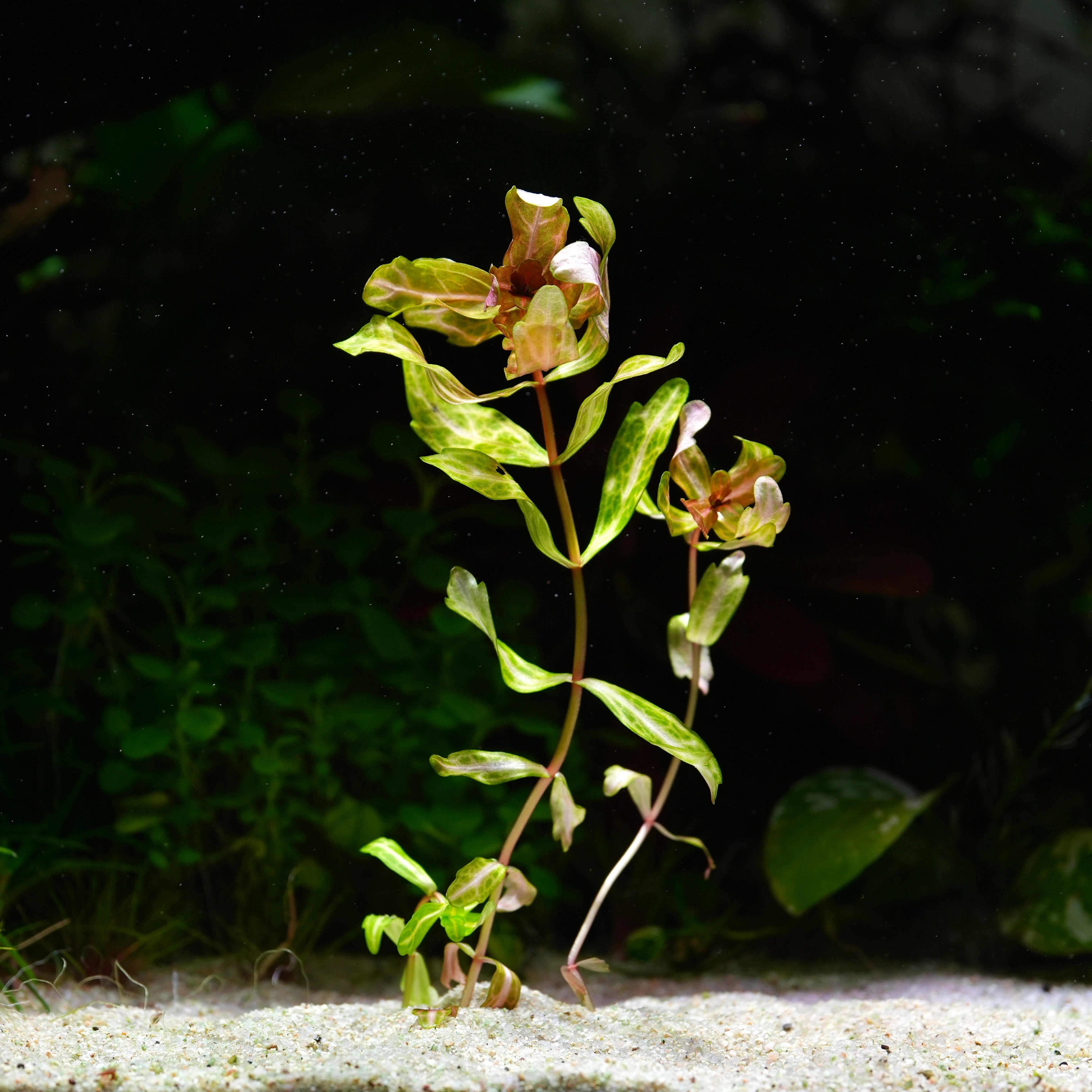 Shinnersia Rivularis 'Weiss-Grün' - Tropical Aquarium Plant - CloudAqua