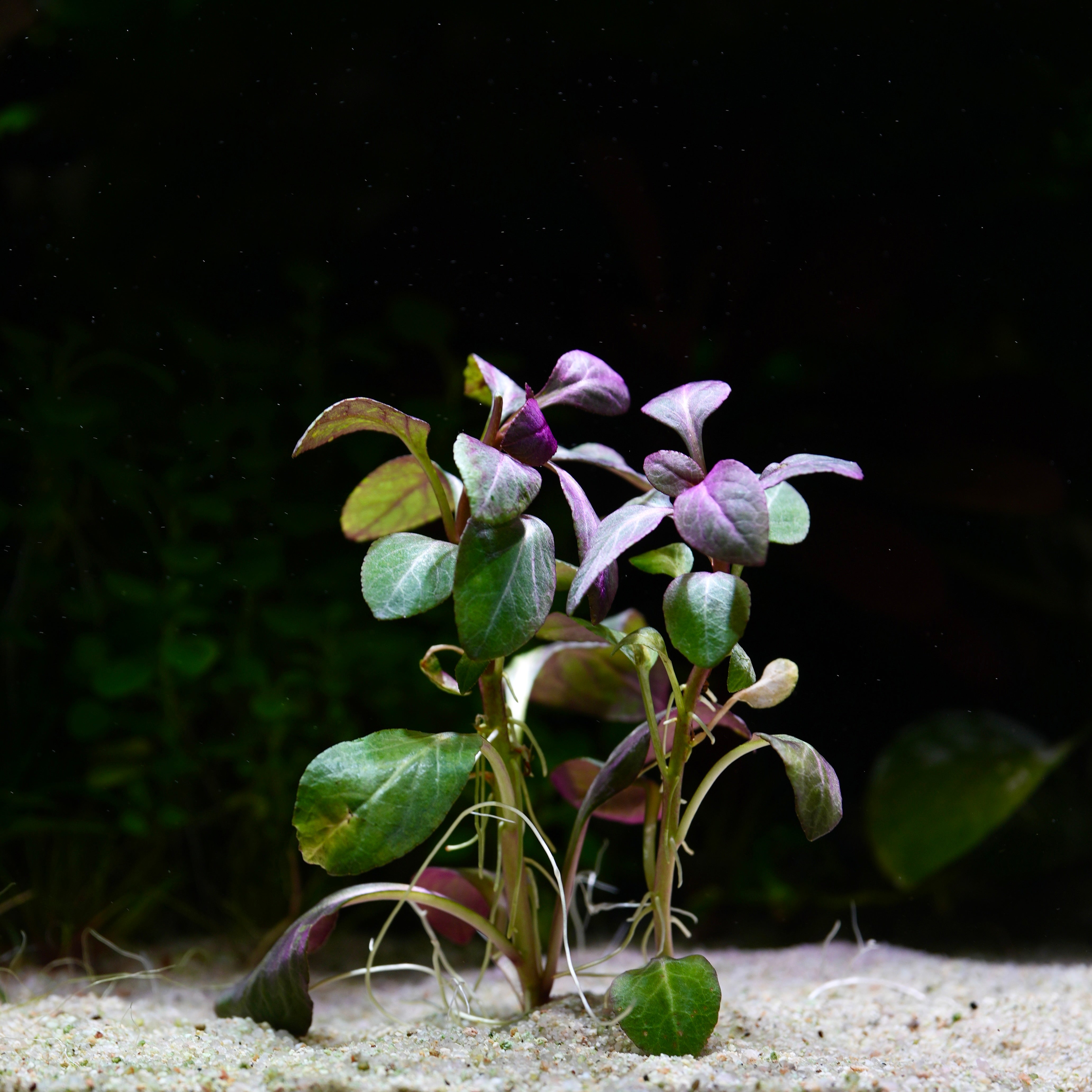 Lobelia Cardinalis - Tropical Aquarium Plant - CloudAqua