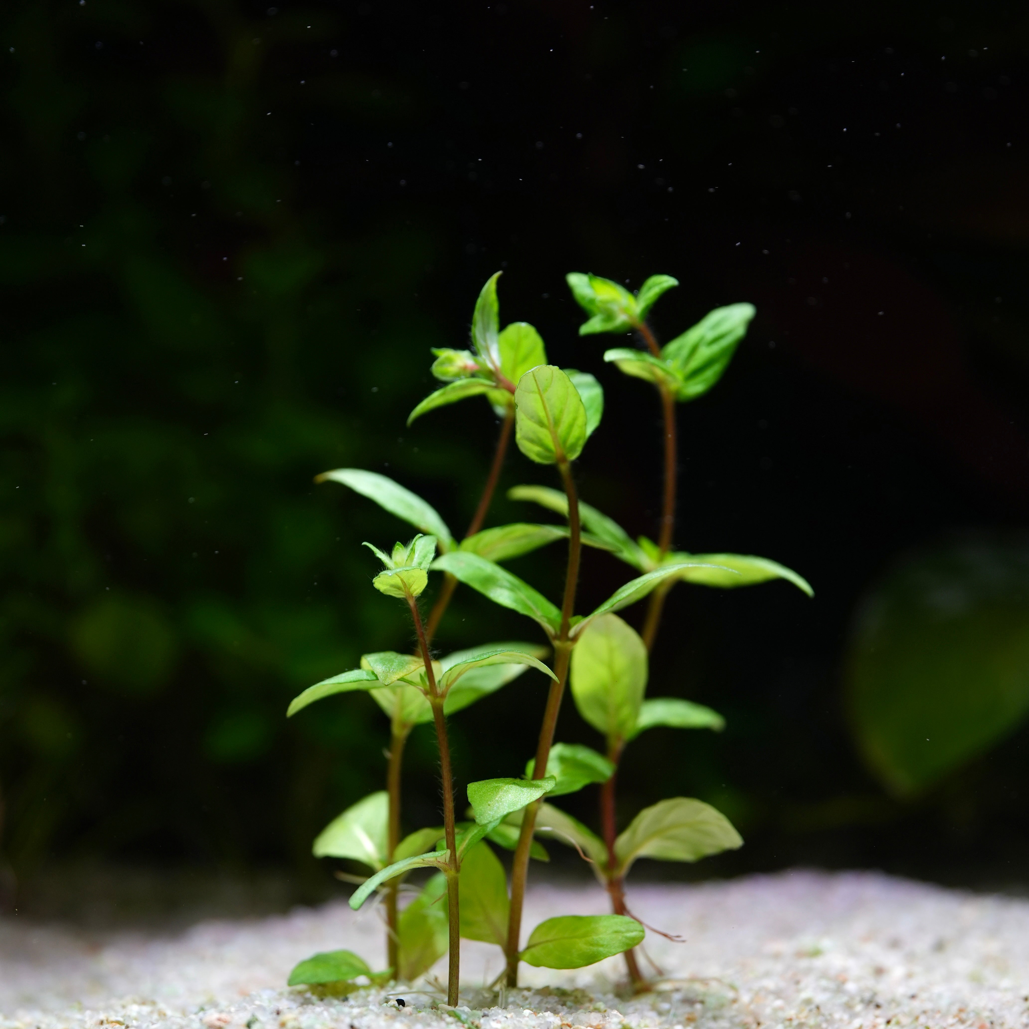 Staurogyne Repens - Tropical Aquarium Plant - CloudAqua