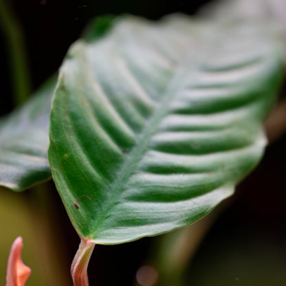 Anubias Barteri Var. 'Coffeifolia' - Tropical Aquarium Plant - CloudAqua