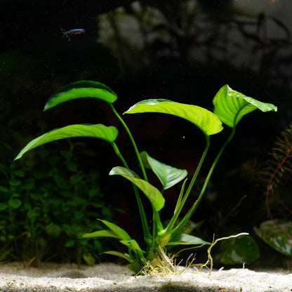 Anubias Barteri Var. Caladiifolia - Tropical Aquarium Plant - CloudAqua