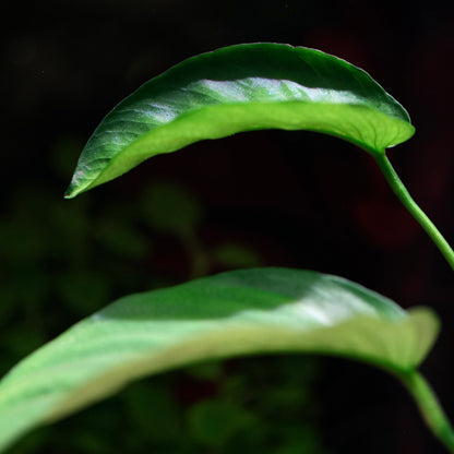 Anubias Barteri Var. Caladiifolia - Tropical Aquarium Plant - CloudAqua