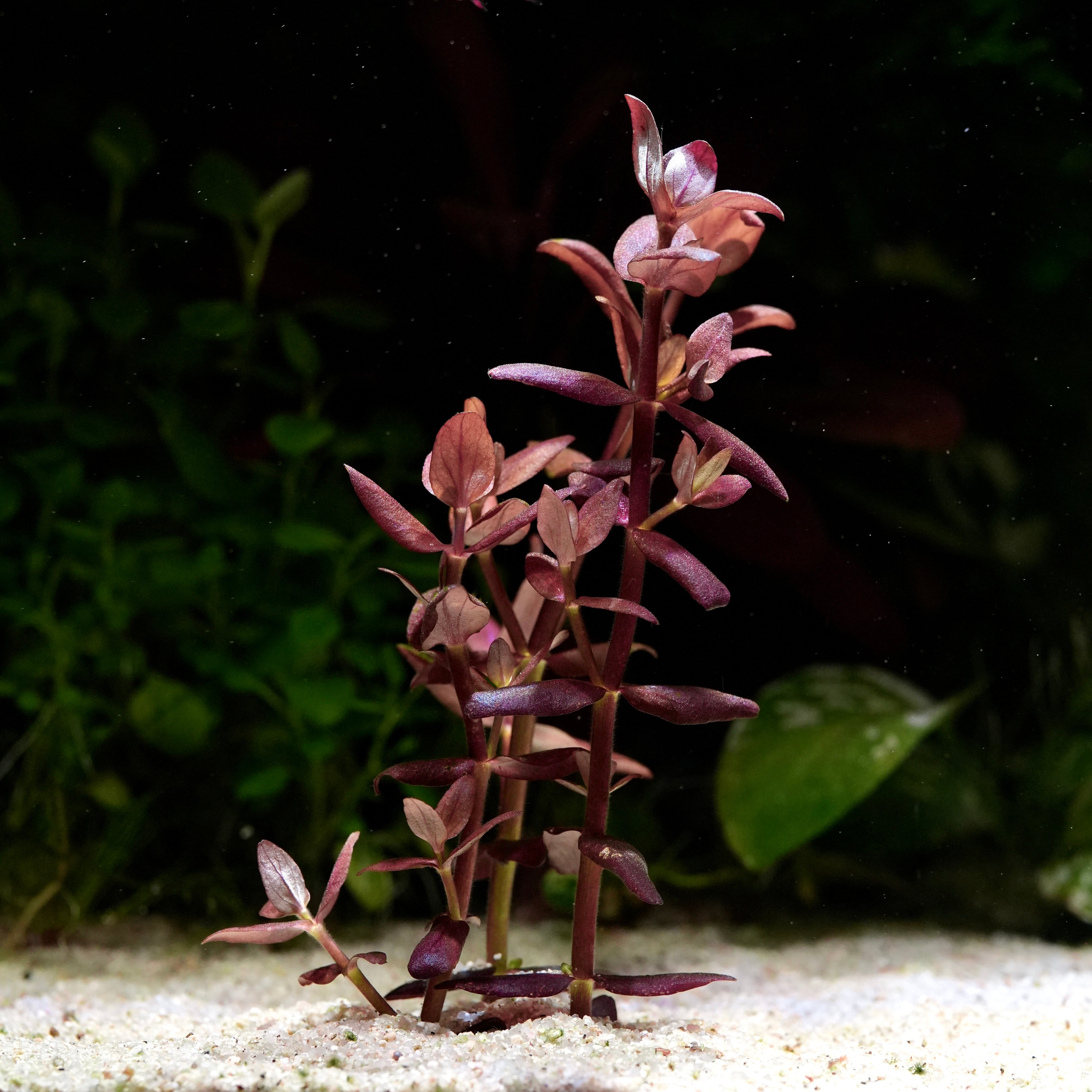 Bacopa Salzmannii 'Purple' - Tropical Aquarium Plant - CloudAqua