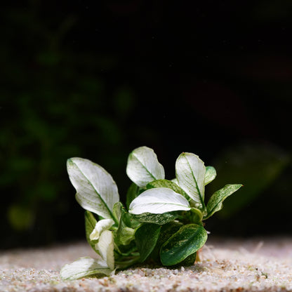Anubias Barteri Var. Nana ’Pinto’ - Tropical Aquarium Plant - CloudAqua