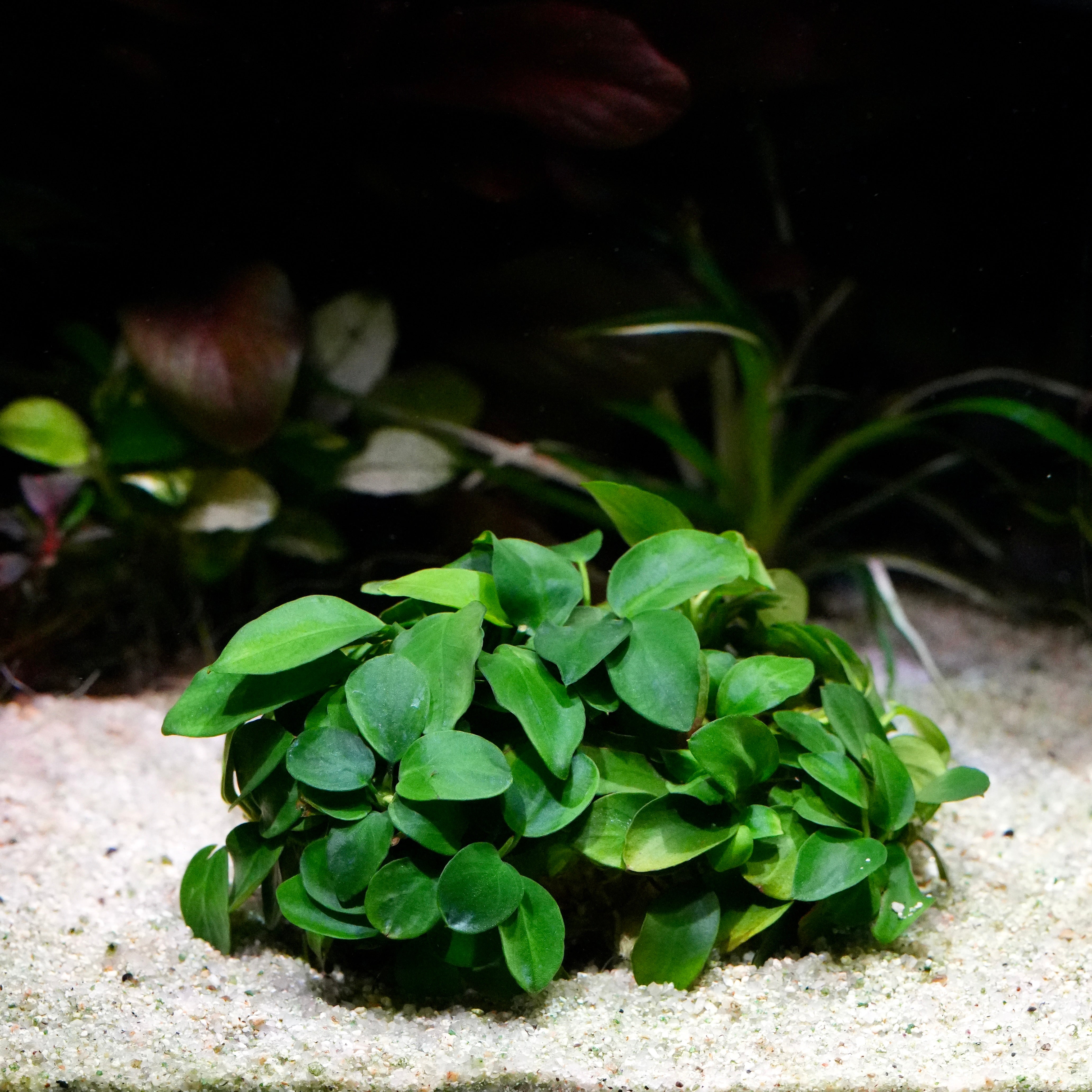 Anubias nana 'Taiwan' - Plant
