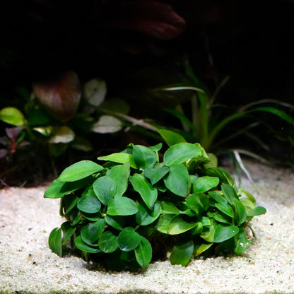 Anubias nana 'Taiwan' - Plant