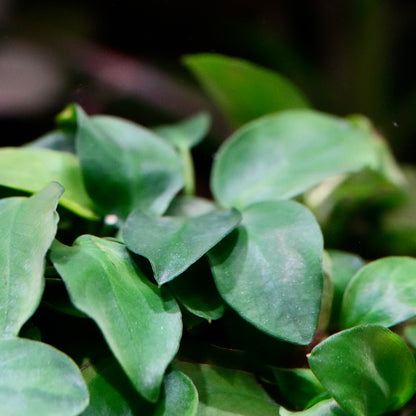 Anubias nana 'Taiwan' - Plant