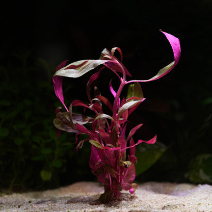Alternanthera Reineckii 'Pink' - Tropical Aquarium Plant - CloudAqua