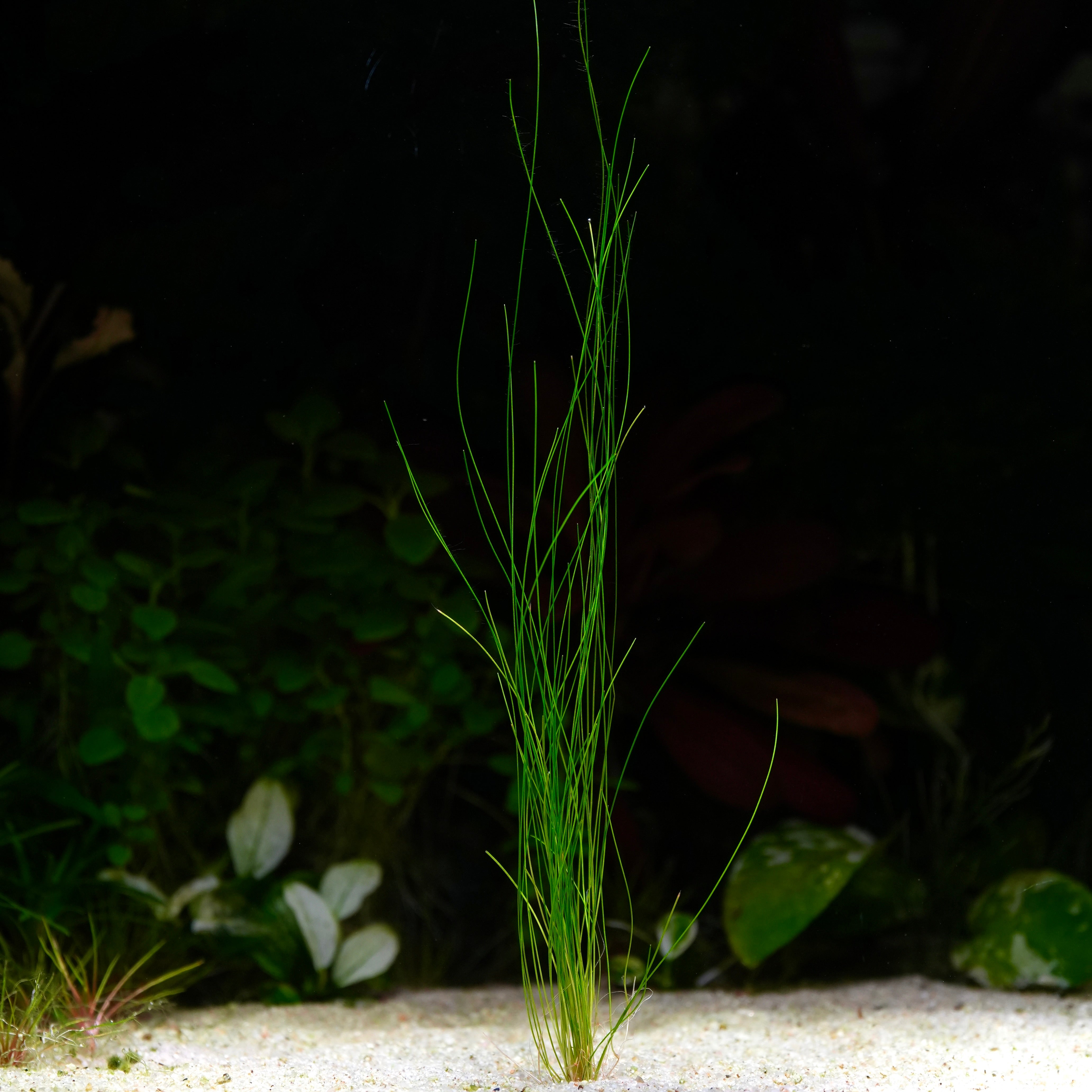 Eleocharis Sp. 'Murphy Grass' - Rare Plant