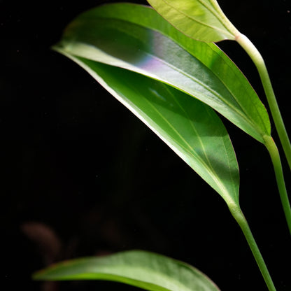 Echinodorus 'Red Diamond' - Tropical Aquarium Plant - CloudAqua