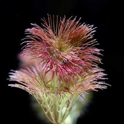 Limnophila Sp. 'Orange Laos' - Rare Plant