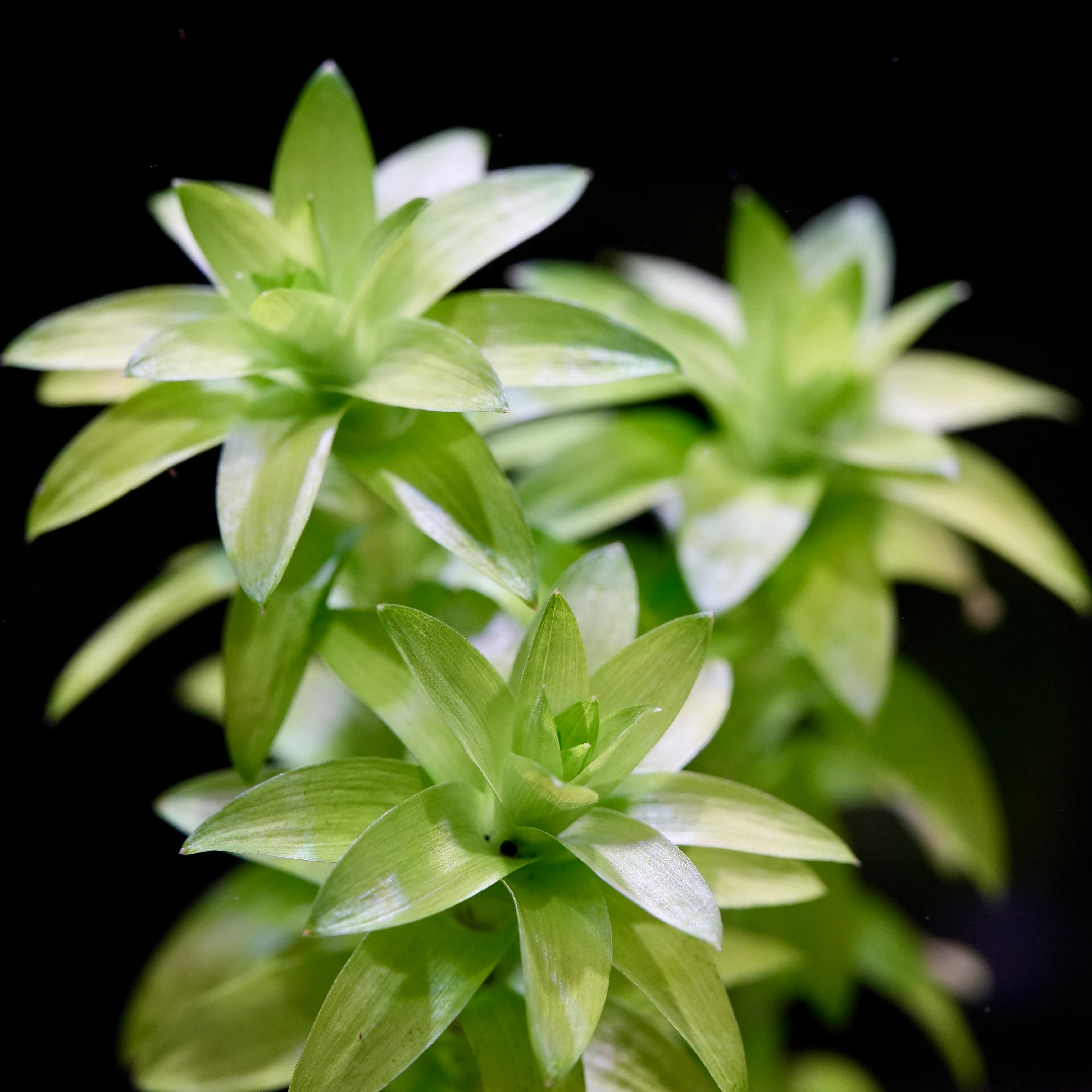 Tonina 'Lotus Blossom' - Rare Plant