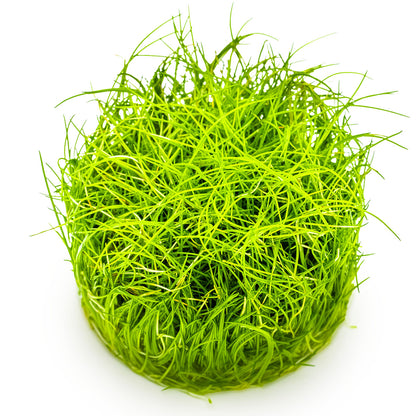 Eleocharis Pusilla 'Mini' clump in aquarium