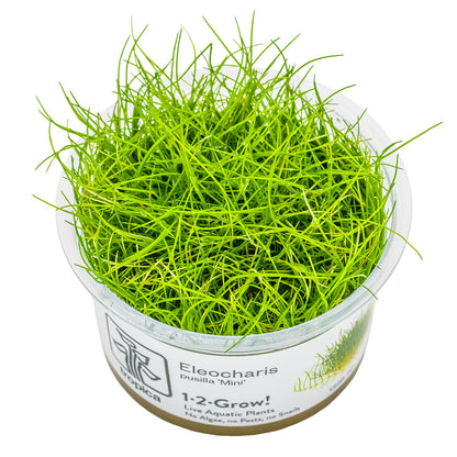 Potted aquatic plant Eleocharis Pusilla 'Mini' with green grass-like leaves on a white background