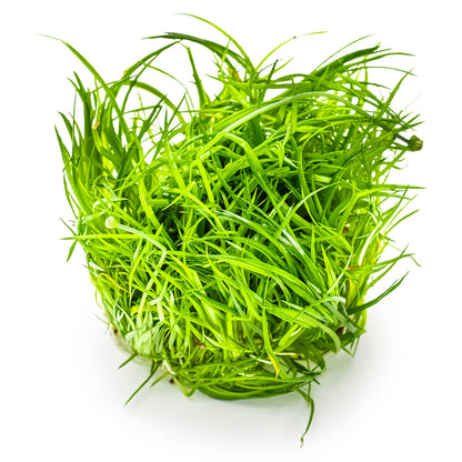 clump of green aquatic plant Eriocaulon Cinereum