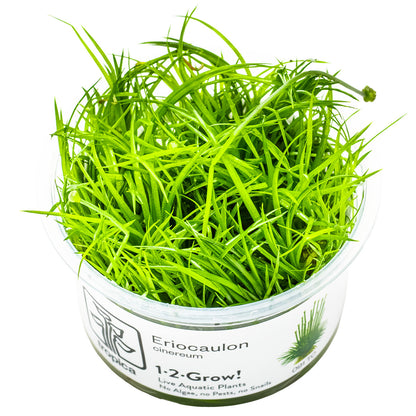 Green aquatic plant Eriocaulon Cinereum in a clear container