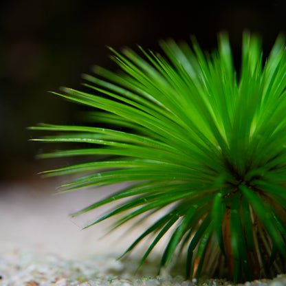 Close-up of a green plant Eriocaulon Ratnagiricum  with a blurred background