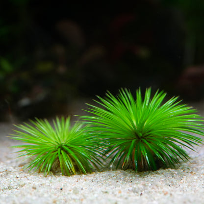 Two green aquatic Eriocaulon Ratnagiricum plants on a sandy substrate with a blurred background