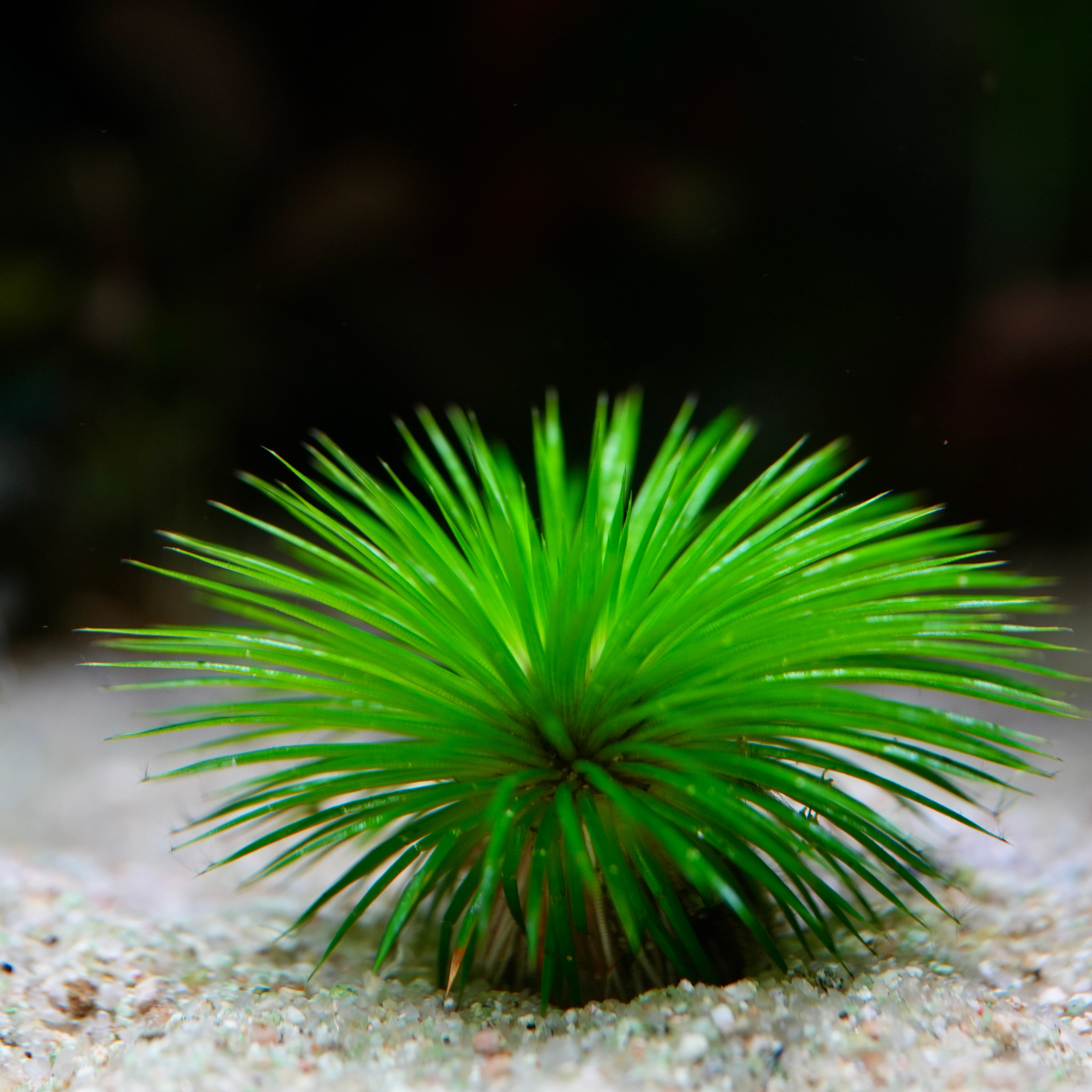 Eriocaulon Ratnagiricum green needle crown rare aquatic plant 