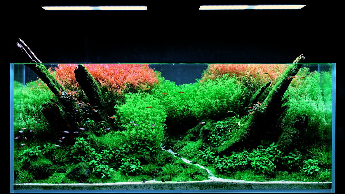 Aquarium Tanks