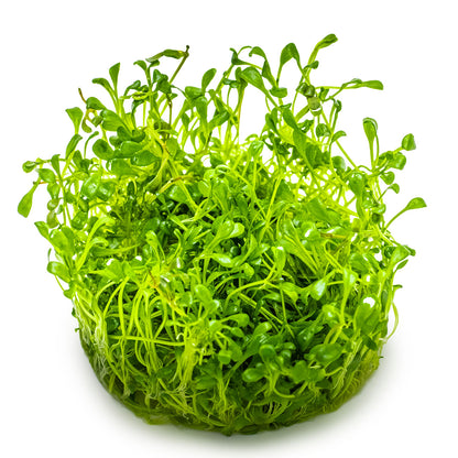 Bunch of Glossostigma Elatinoides green aquarium plant