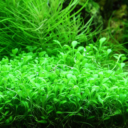 Close-up of carpet Glossostigma Elatinoides aquatic plants in an aquarium setting