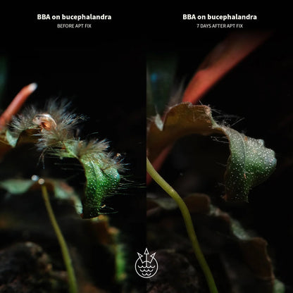 APT Fix Algae Control