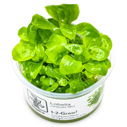 Lobelia Cardinalis 'Mini' Green aquatic plants in a clear container with a label on a white background