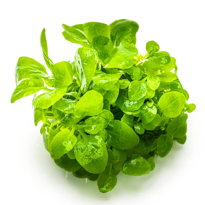 Close-up of green leafy plant Lobelia Cardinalis 'Mini' on a white background