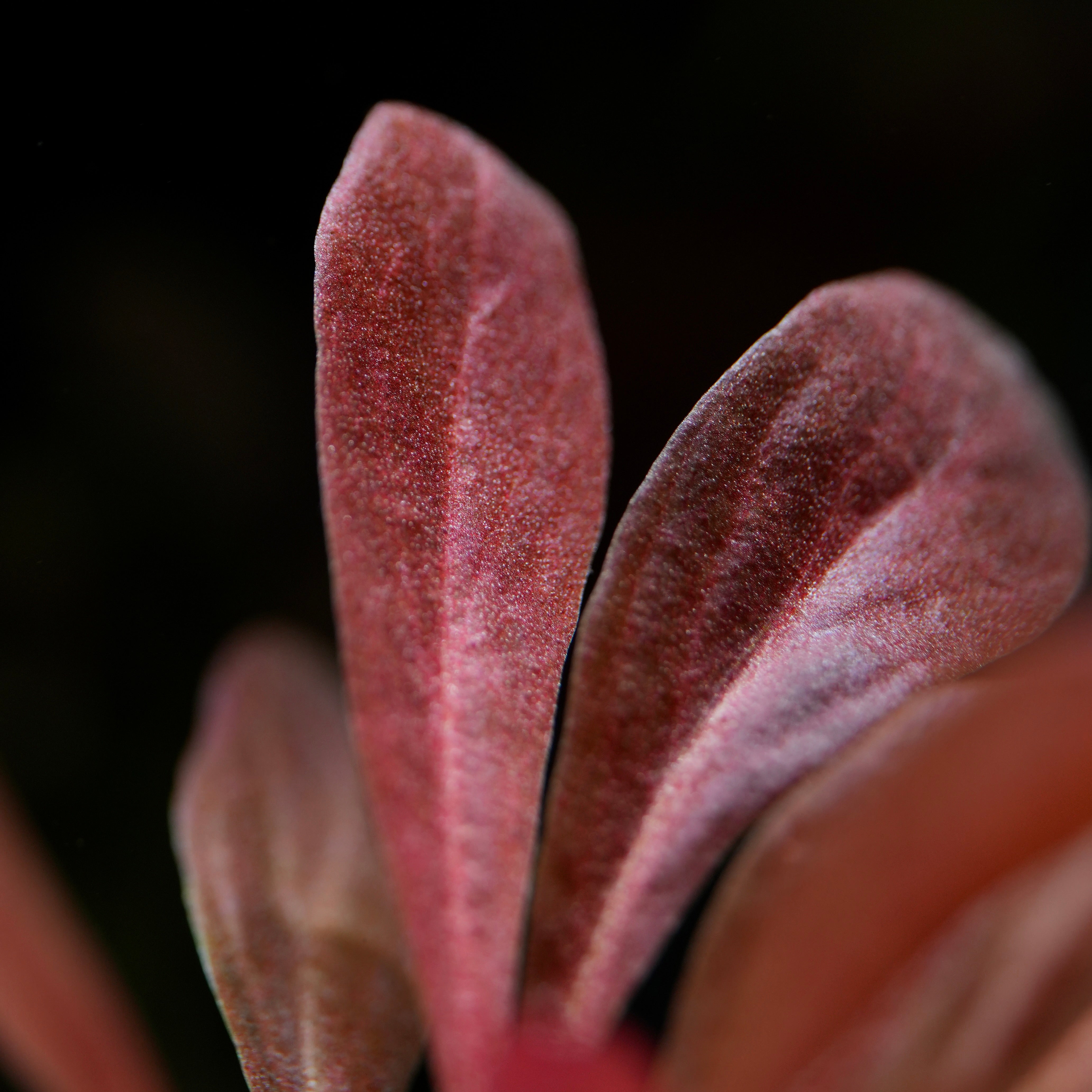 Close-up of Lysimachia Parvifolia (Samolus Parviflorus) rare aquatic plant with pinkish-red leaves against a black background