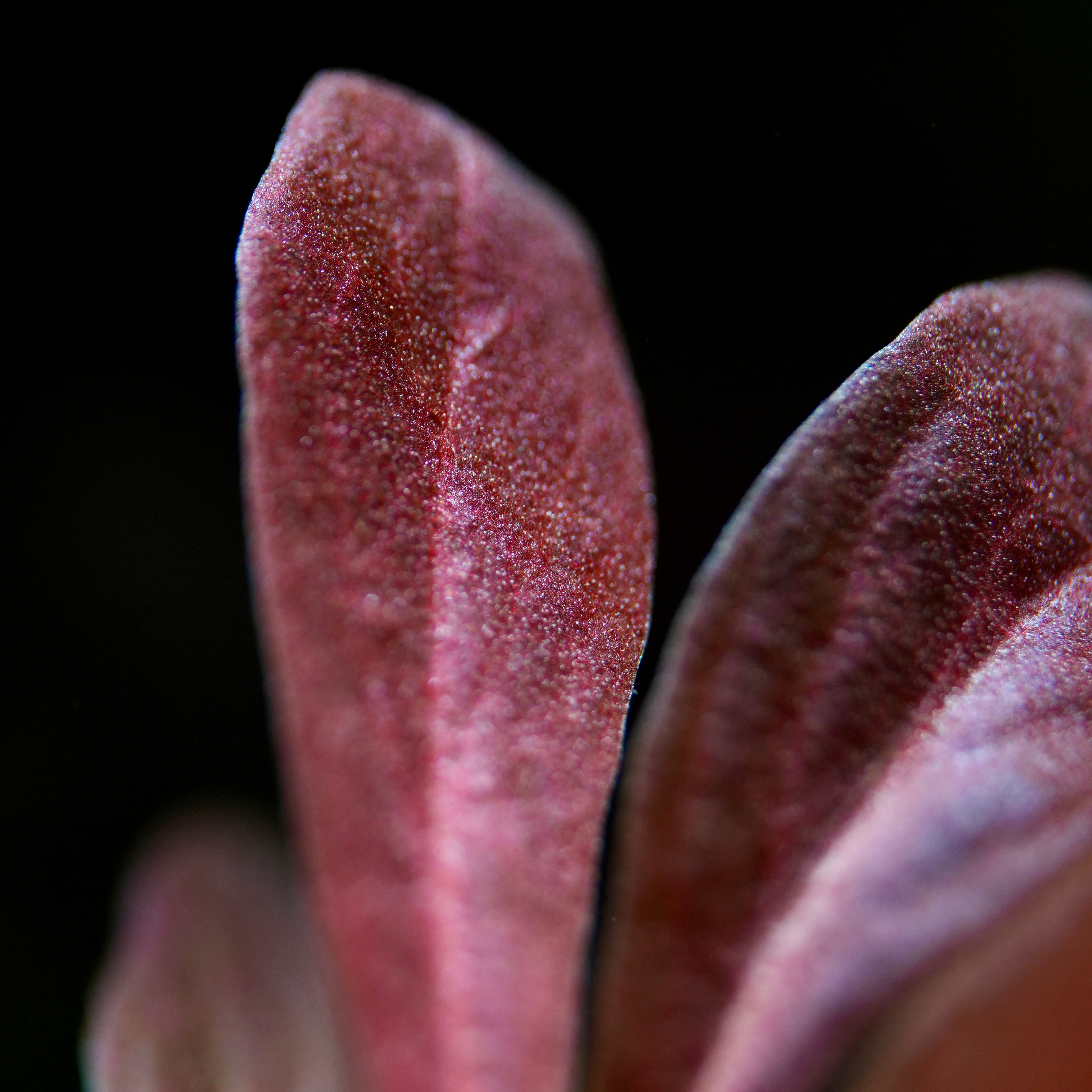 Close-up of a textured pinkish-red leaf Lysimachia Parvifolia (Samolus Parviflorus) rare aquatic plant 