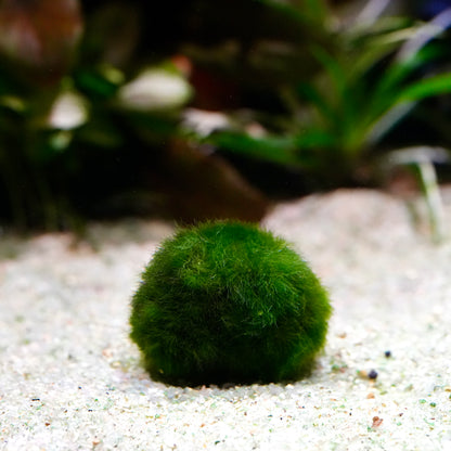 Medium green marimo moss ball aegagropila linnaei aquarium plant