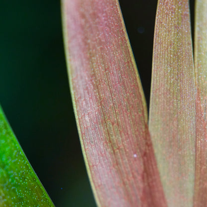 Close-up of a Xyris smalliana red plant leaf with visible texture and color variations.
