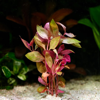 Alternanthera reineckii lilacina aquarium plant with pink and green leaves on a dark background