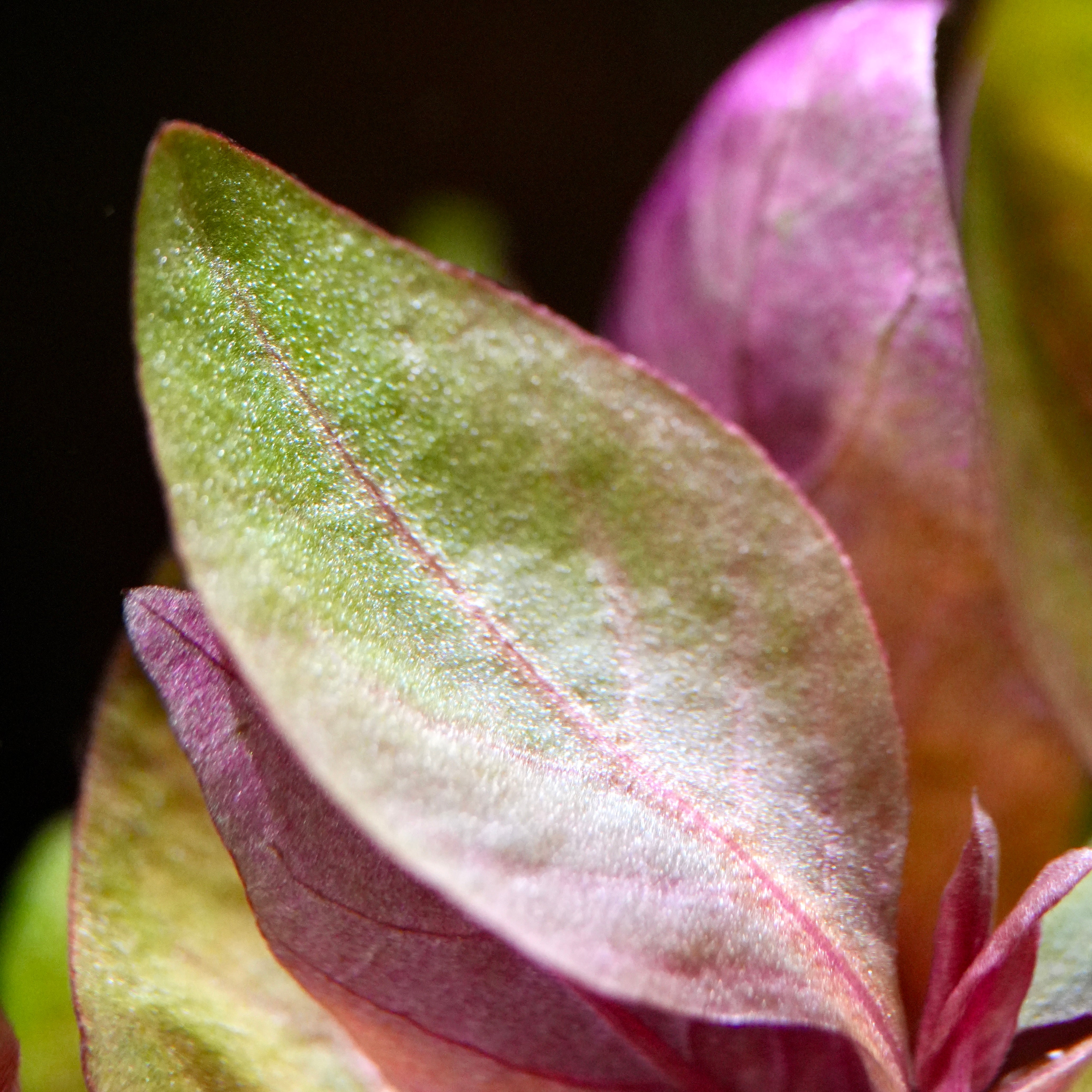 Macro shot of a purple and green alternanthera reineckii lilacina aquarium plant leaf with a dark background