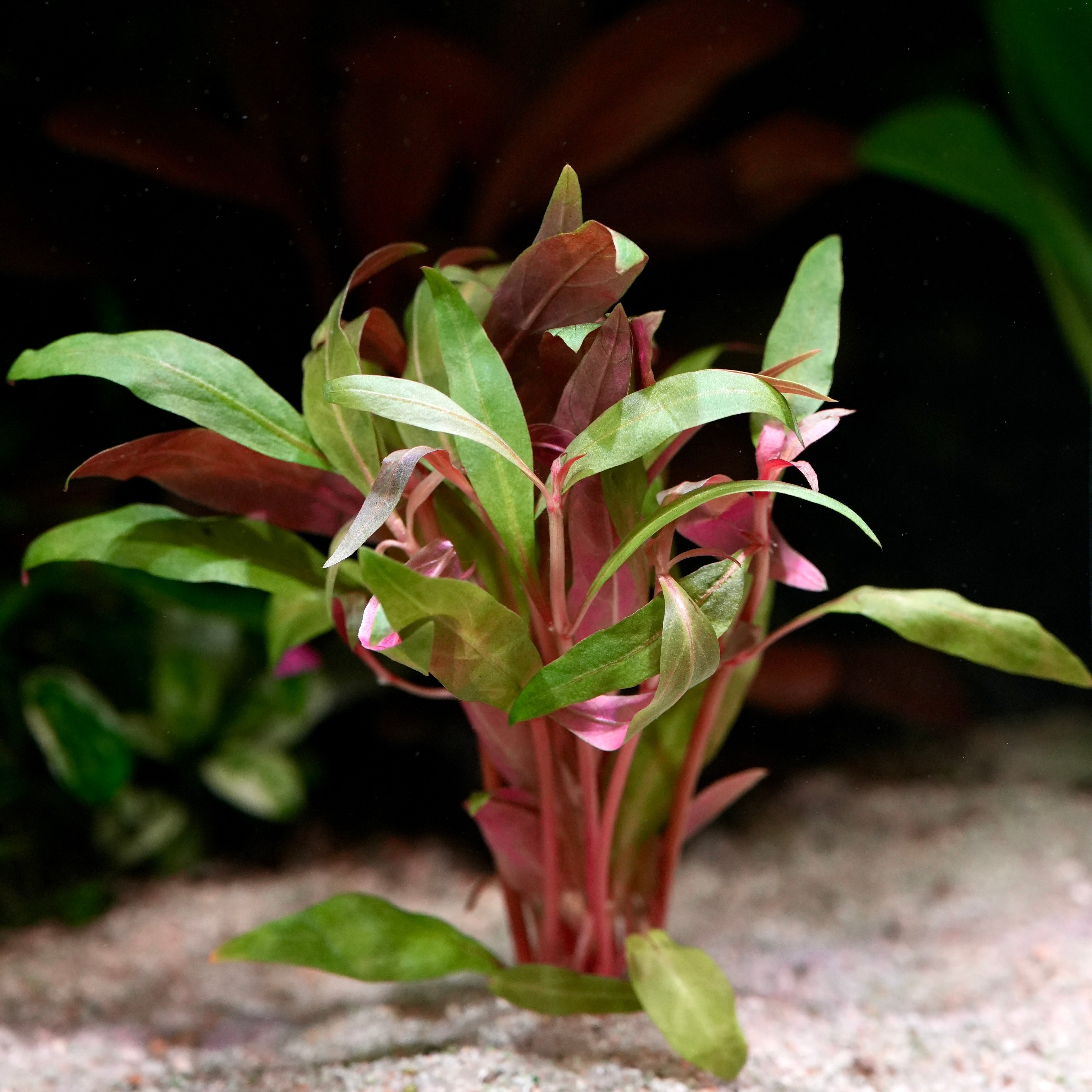 Close up of green and red alternanthera reineckii mini aquarium plant 