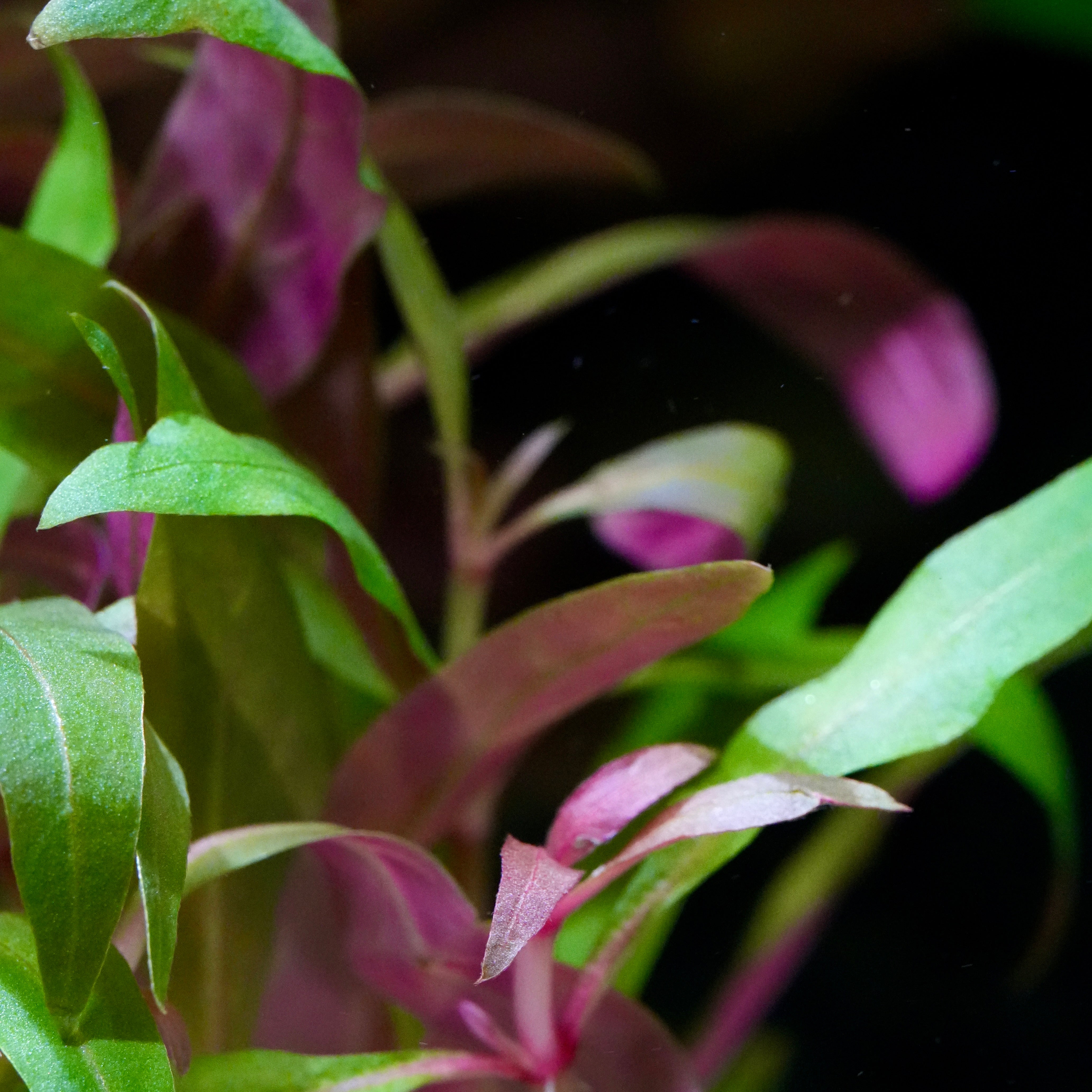 Macro shot of green and purple alternanthera reineckii mini aquarium plant leaves with a dark background