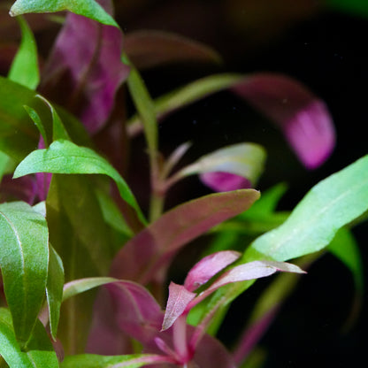 Macro shot of green and purple alternanthera reineckii mini aquarium plant leaves with a dark background