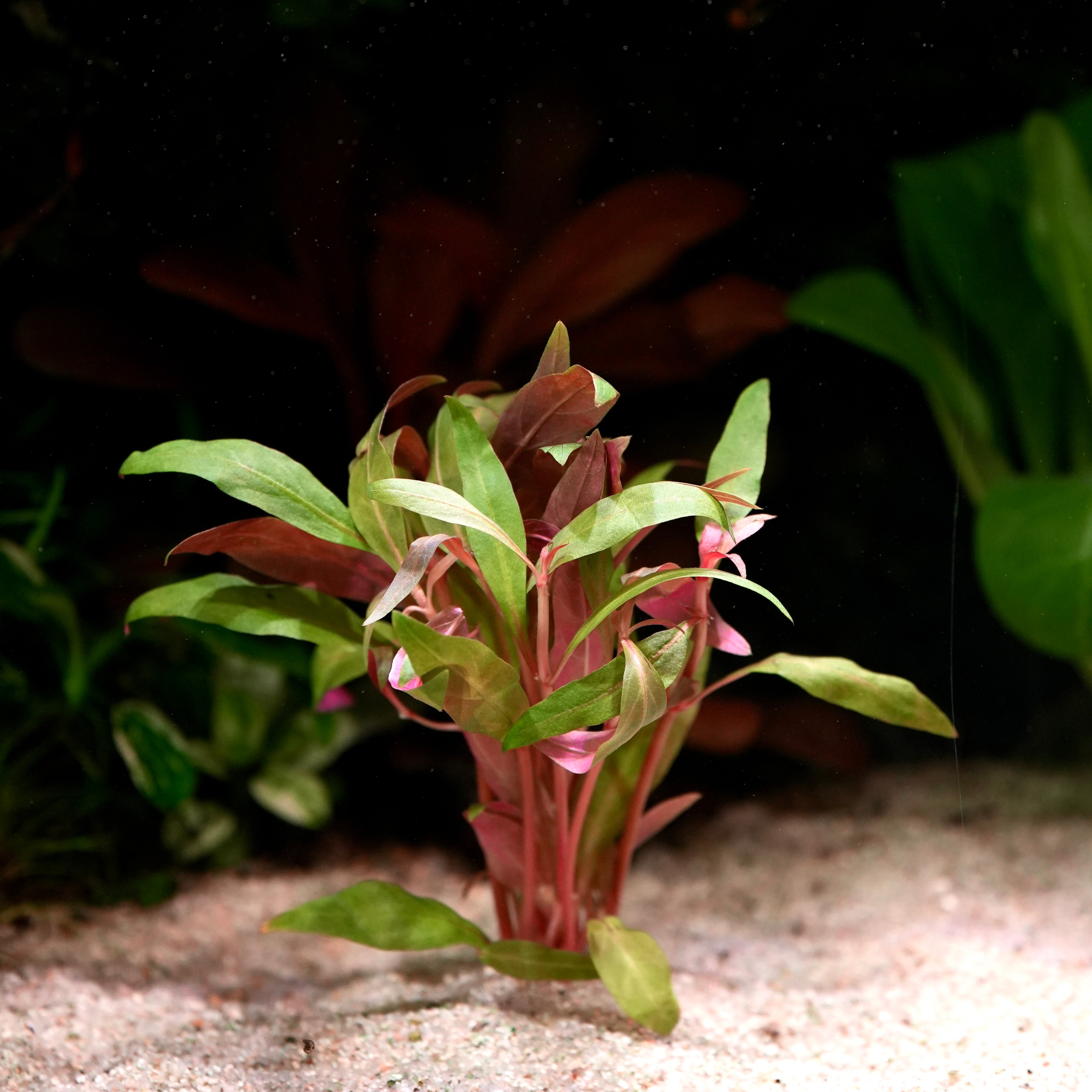 Alternanthera reineckii mini aquarium plant  with green and red leaves on a dark background