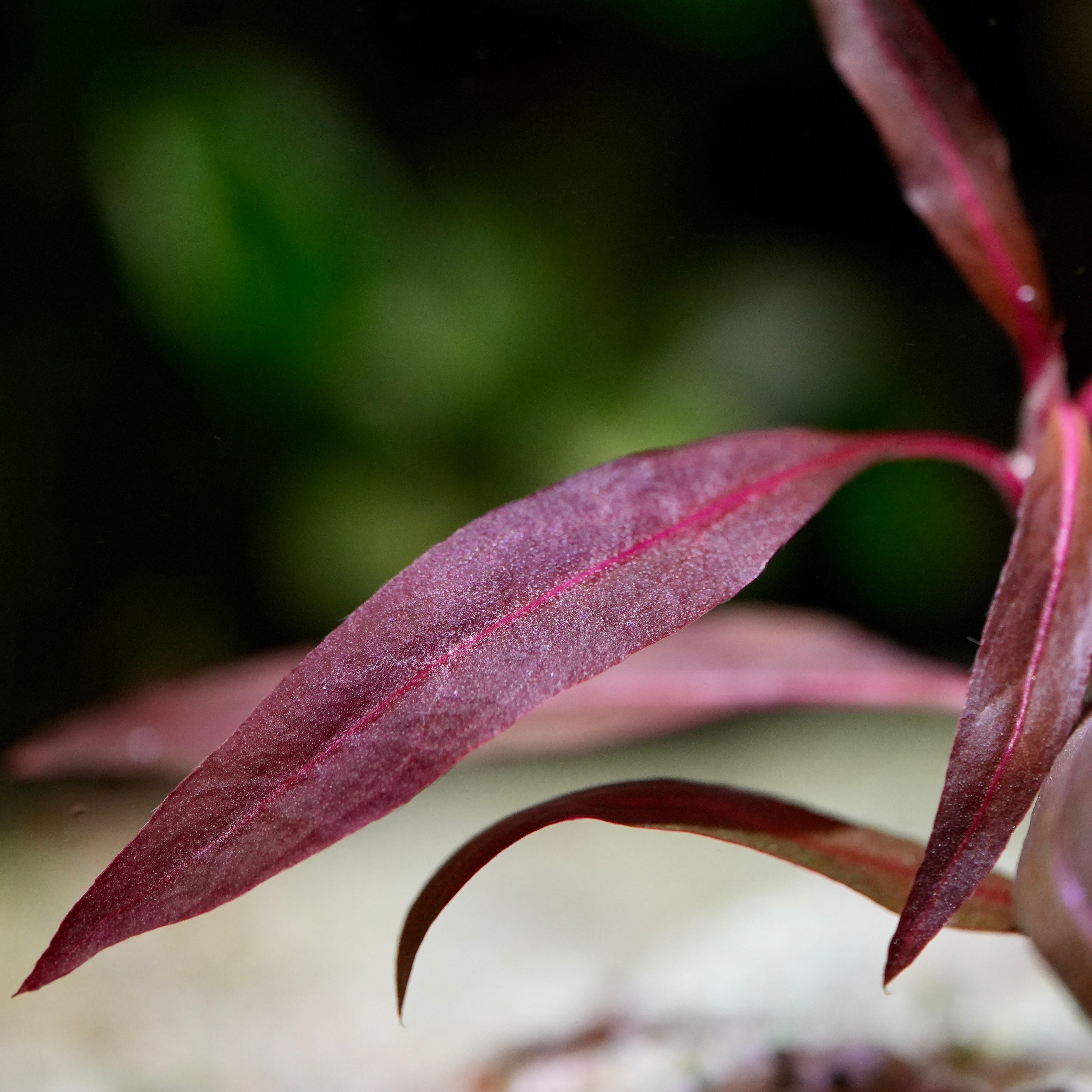 Macro shot of alternanthera reineckii pink aquarium stem plant pink purple leaf