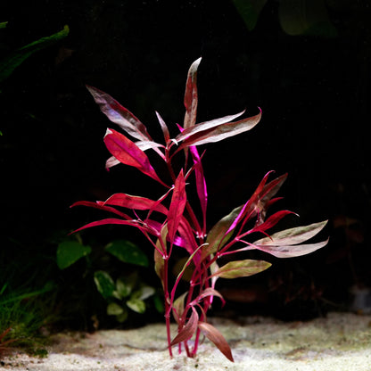Alternanthera reineckii pink aquarium stem plant with pink and green leaves in sand